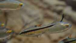 Barbus holotaenia