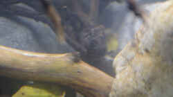 Aquarium African Symphonie/ Nur noch Beispiel