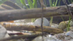 Aquarium African Symphonie/ Nur noch Beispiel