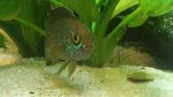 Aquarium Südamerika 180