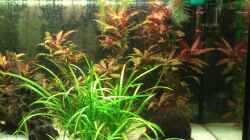 Aquarium Südamerika 180