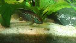 Aquarium Südamerika 180