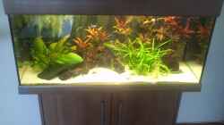 Aquarium Südamerika 180