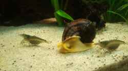 Aquarium Südamerika 180