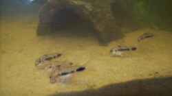 Corydoras Habrosus