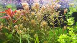 Rotala Pink asimeliert