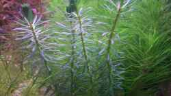 Submers Form Rotala´Enie´