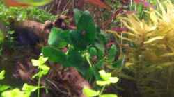 Anubias Nana ´Bonsai´