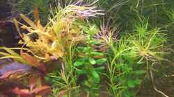 Rotala sp. ´Nanjenshan´