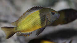 Tropheus sp. ikola, Nov. 2013, Männchen