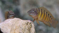 Eretmodus cyanostictus kigoma orange, Nov. 2013