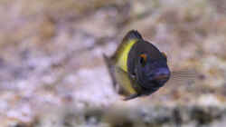 Tropheus sp. ikola, 04/2014, Männchen