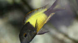 Tropheus sp. ikola, 04/2014, tragendes Weibchen