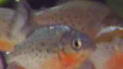 Besatz im Aquarium Becken 2706