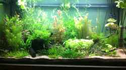 Aquarium Wohnzimmeraquarium
