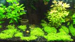 Pflanzen im Aquarium Becken 27076