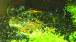 Besatz im Aquarium Becken 27076