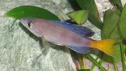 Besatz im Aquarium Becken 2708