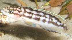 Besatz im Aquarium Becken 2708