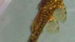 Junger Antennenwels