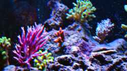 Mixed SPS