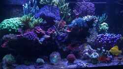 Aquarium 430l Riff mit Glasschrank