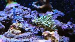 Acropora