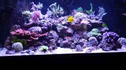 Aquarium 430l Riff mit Glasschrank