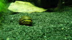 Zebra Rennschnecke - Vittina coromandeliana