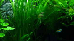 Besatz im Aquarium Micro-Dschungel