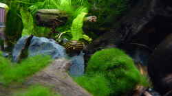 Besatz im Aquarium Micro-Dschungel
