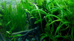 Aquarium Micro-Dschungel