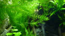 Aquarium Micro-Dschungel