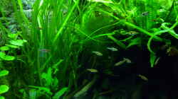 Besatz im Aquarium Micro-Dschungel
