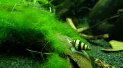 ....Raubschnecke