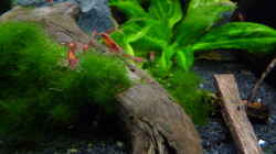 Besatz im Aquarium Micro-Dschungel
