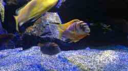 Besatz im Aquarium Mbunas World