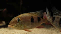 Besatz im Aquarium Amazonasufer
