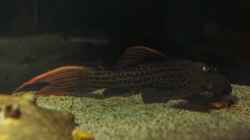 Besatz im Aquarium Amazonasufer
