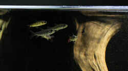 Besatz im Aquarium Amazonasufer