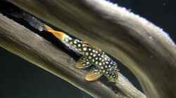 Besatz im Aquarium Amazonasufer