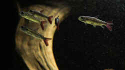 Besatz im Aquarium Amazonasufer