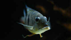 Besatz im Aquarium Amazonasufer
