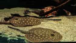 Dekoration im Aquarium Amazonasufer