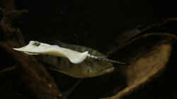 Besatz im Aquarium Amazonasufer