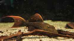 Besatz im Aquarium Amazonasufer