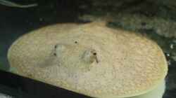 Besatz im Aquarium Amazonasufer