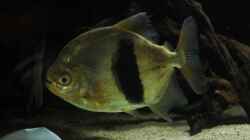 Besatz im Aquarium Amazonasufer