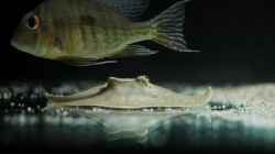 Besatz im Aquarium Amazonasufer