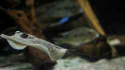 Besatz im Aquarium Amazonasufer
